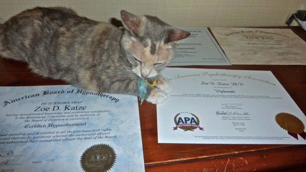 Cat With Degree Zoe D Katze