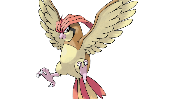 017 Pidgeotto