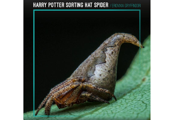Sorting Hat Spider