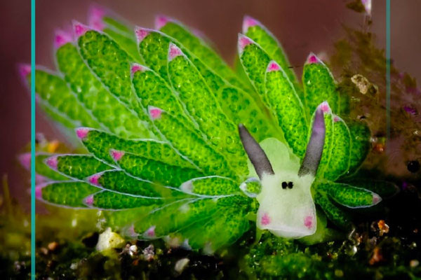 Weirdest Animals