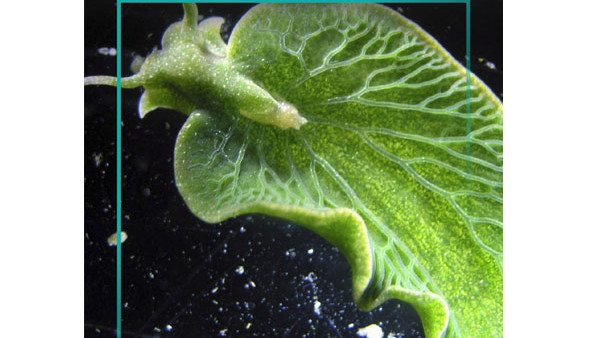 Solar-Powered Sea Slug