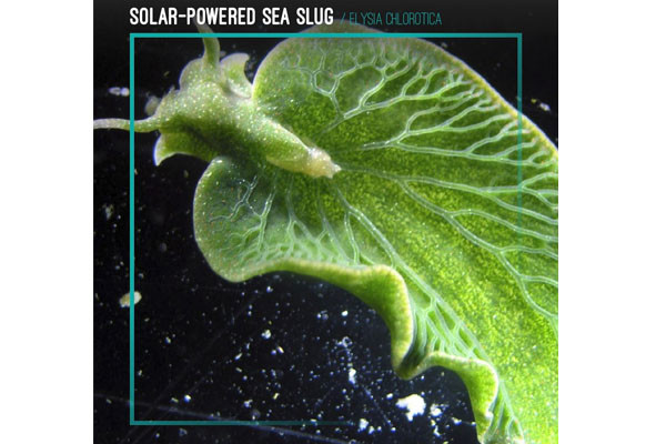 Solar-Powered Sea Slug