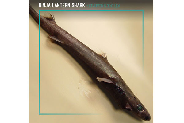 Ninja Lantern Shark