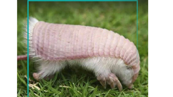 Pink Fairy Armadillo