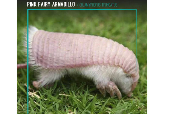 Pink Fairy Armadillo
