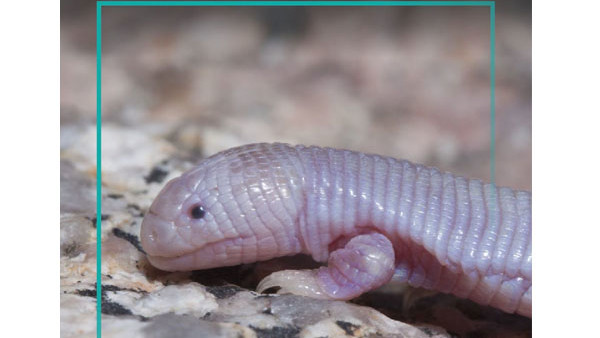 Mexican Mole Lizard