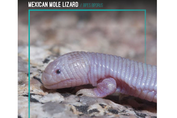Mexican Mole Lizard