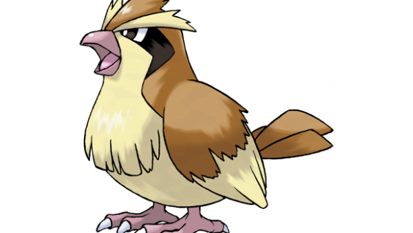 16 Pidgey