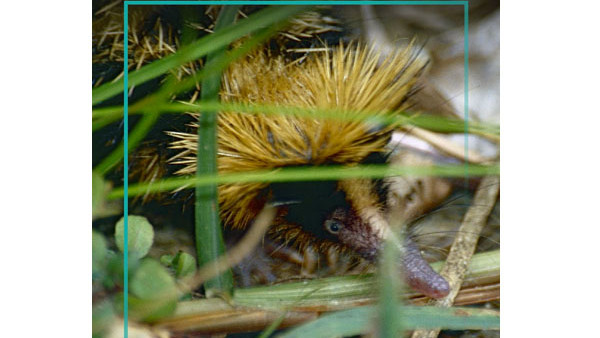 Lowland Streaked Tenrec