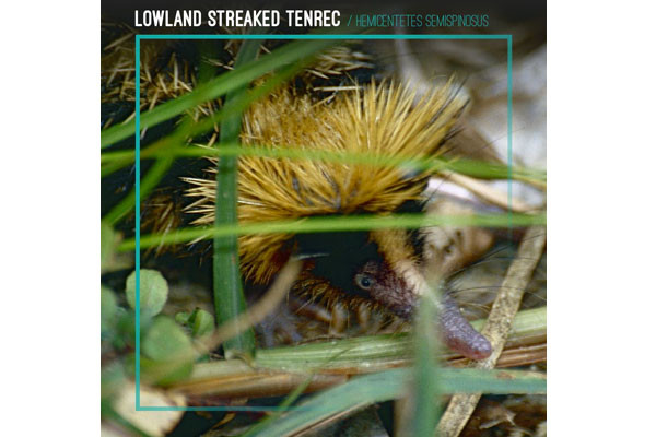 Lowland Streaked Tenrec
