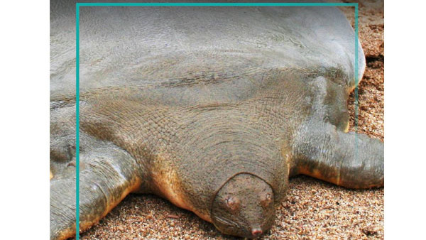 Cantor’s Giant Softshell Turtle