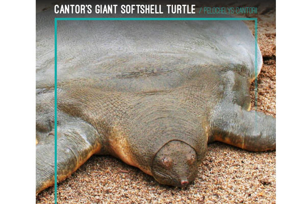 Cantor’s Giant Softshell Turtle