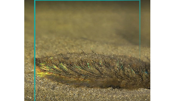 9. “Sea Mouse”