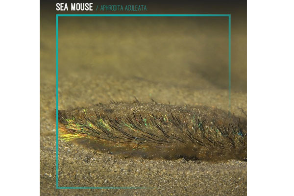 9. “Sea Mouse”