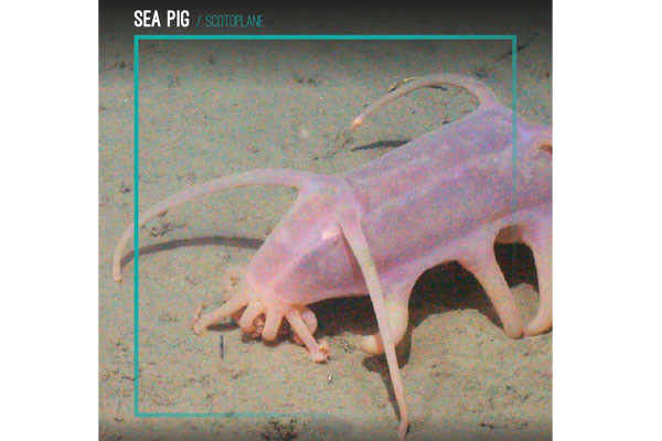 Sea Pig