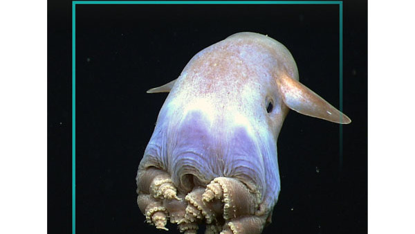 Dumbo Octopus