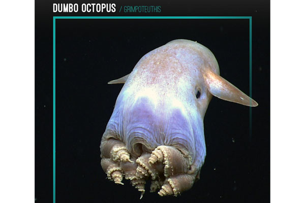 Dumbo Octopus
