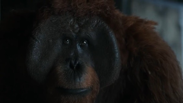 War For The Planet Of The Apes Maurice