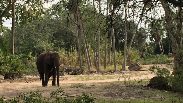 Elephant Animal Kingdom Kilimanjaro Safari