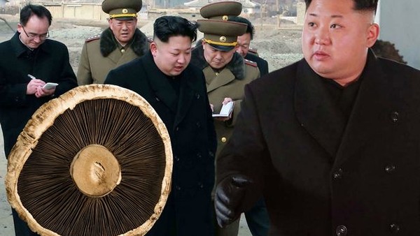 North Korea mushrooms