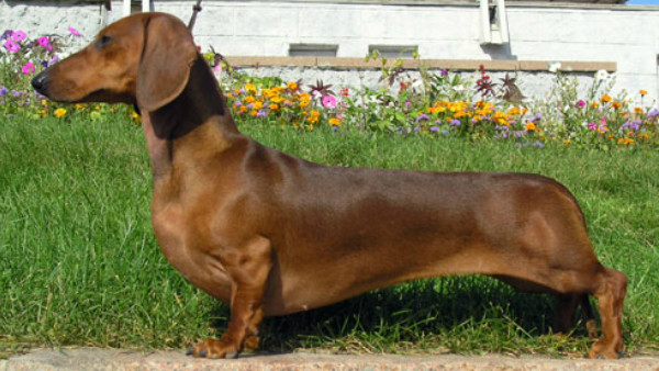 Dachshund Dog