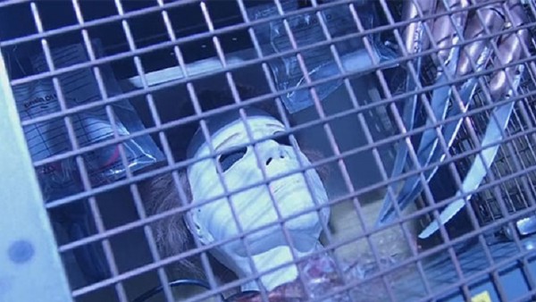 cult of chucky