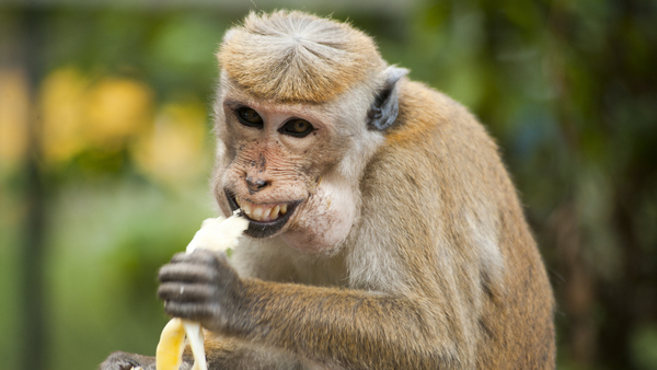 Monkey eating banana