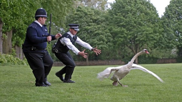 Hot Fuzz Swan