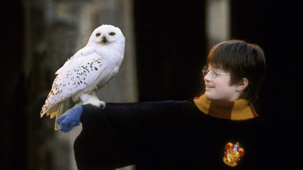 Harry Potter Hedwig