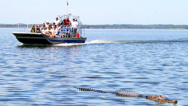 Alligator Airboat_Rides 