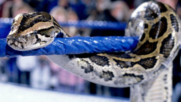 Jake Roberts Snake