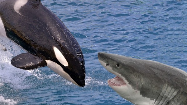orca vs jaws