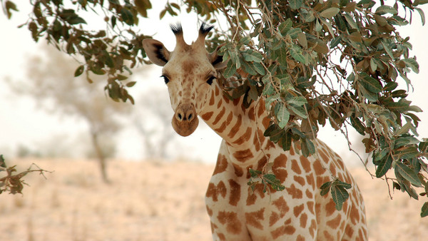 Giraffe Eating