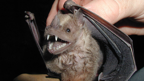 Cute bat