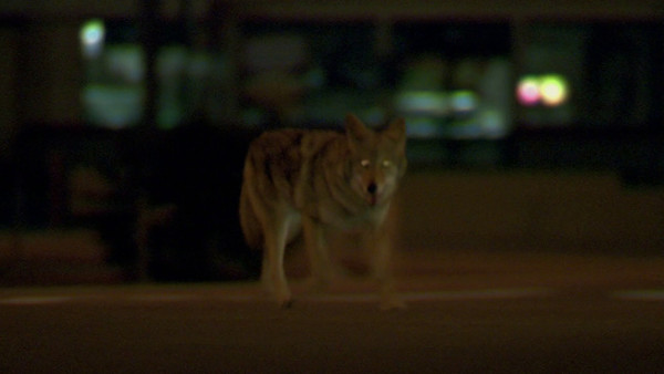 Collateral Coyote