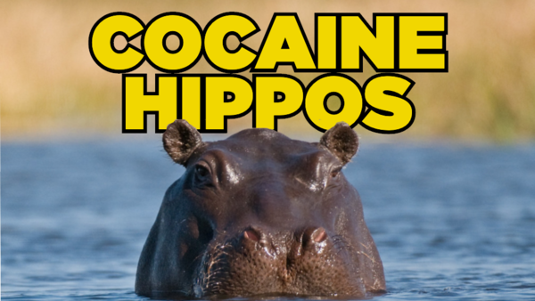 Cocaine Hippos