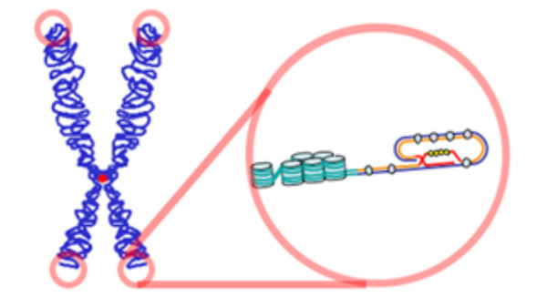 Telomere Cap