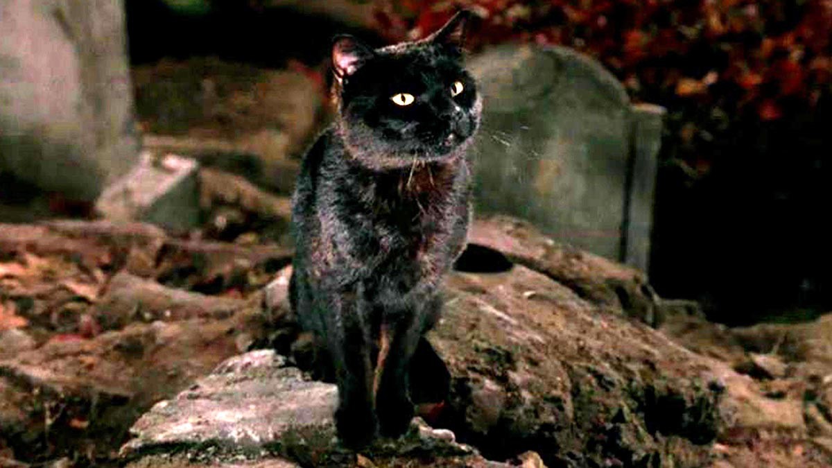 9 Heroic Cats That Saved The Day In Horror Movies