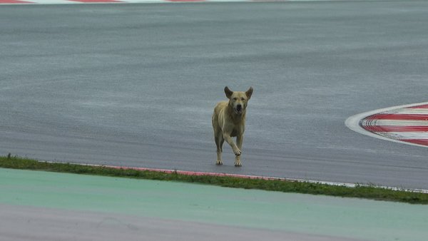 8 Times Animals Invaded Formula 1