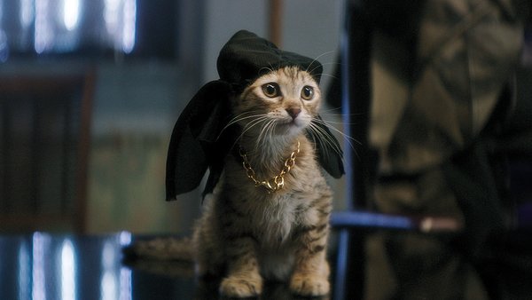 Keanu Cat Keanu Reeves