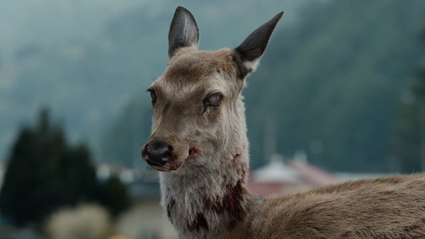 Train to Busan Deer