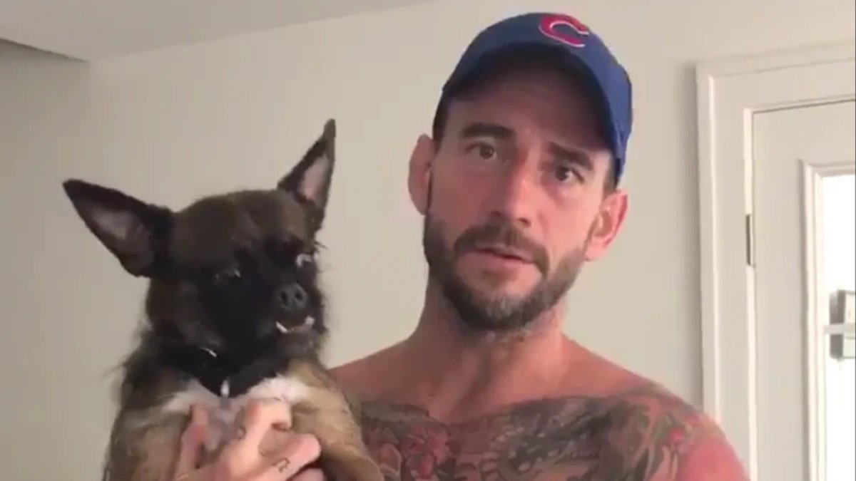 CM Punk's Dog Larry Injured In AEW Backstage Fight?