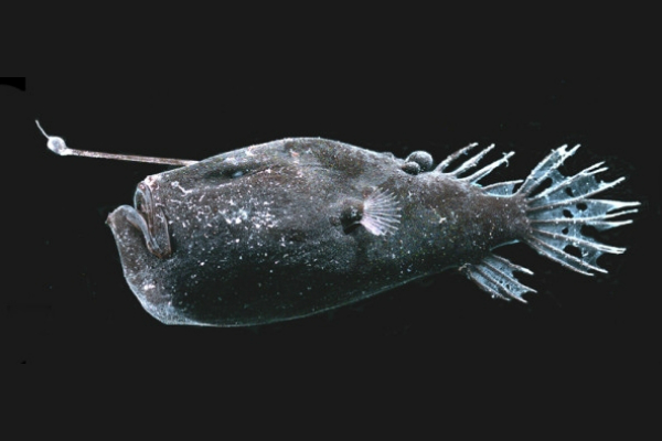 9 Deep Sea Creatures That Are Definitely Aliens – Page 3